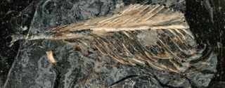 A fossil feather from the age of dinosaurs may explain why only some birds survived