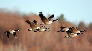 Centennial Bridge lights will be turned off for remainder of fall bird migration