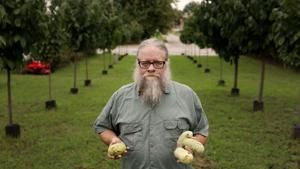 An orchard in the city: Rock Island man grows pawpaw trees in his backyard