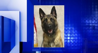 New K-9 officer for Rock Island Police Department