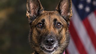 Hancock County Sheriff’s Office K-9 Cato dies after training accident