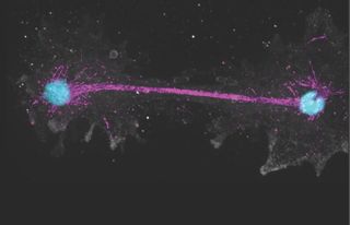 This 'fire amoeba' pushes the limit of what's possible for complex life