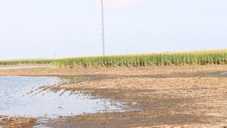  Soggy fields and heavy rains slow down Iowa corn and soybean harvest