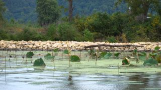  $40M project restores disappearing Mississippi River islands, habitats