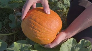 Fall is here: Expert tips for picking mature pumpkins