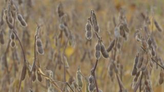 Iowa farmers behind on harvest as wet September comes to close