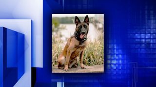 Muscatine Police's K-9 Six to receive new protective vest