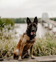 Muscatine's police dog to receive bullet- and stab-protective vest
