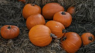  Major pumpkin theft impacts first-year family farm in Boone County