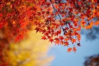 Tree education session will be held in Riverside Cemetery, Moline