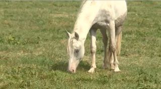 Illinois provides safe haven for wild mustangs from out West