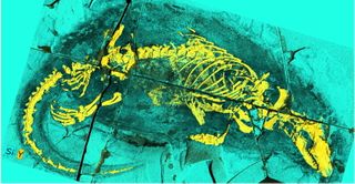 This surprising mammal fossil is giving scientists something to chew on