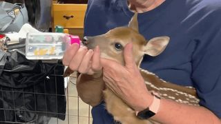 The Heart of the Story: A fawn named Peaches
