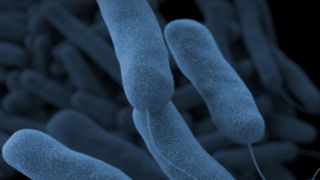  Legionnaires’-causing bacteria found at Trinity Rock Island hospital; surgery center shut down