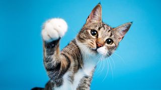 1 in 15 house cats may carry 'beaver fever' parasite that can infect humans