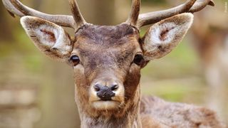  SIU researchers use emerging technology to find best method for measuring deer population density