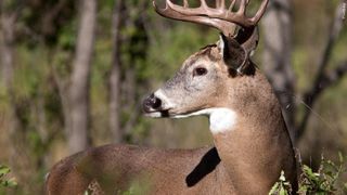 Illinois reminds drivers to watch out for deer