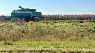  With drier weather, farmers make some progress on harvest