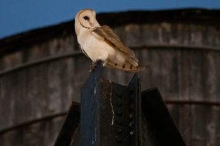 A rare family of barn owls moved into Manhattan's Upper West Side. New Yorkers are captivated