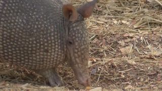 Armadillos keep migrating into the Midwest and the Tri-States, despite the freezing winters