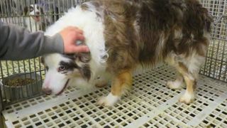 USDA argues in court it isn’t required to crack down on Iowa puppy mills