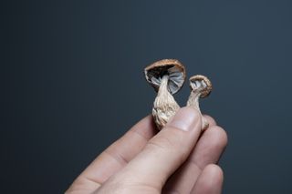 New human data hints at psychedelics' potential to combat inflammation
