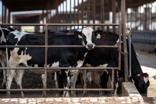 Farm country has beef with Trump as midterms approach