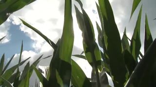 Iowa ag secretary candidates differ on water quality, fertilizer rules