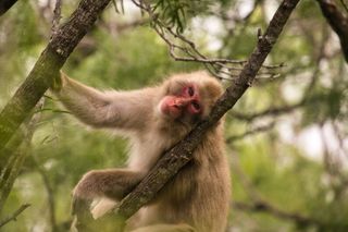 Will a macaque eat a grape sitting on a pile of poo? A study on germaphobia