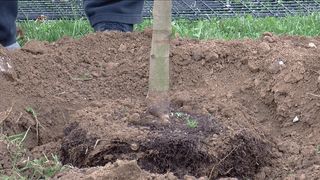Trees planted at West Lake Park to help restore tree canopy