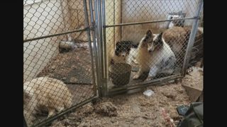 'It was horrible.' Nearly 200 dogs rescued from Sherrard hoarding situation