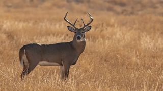 Deer bow-hunting season set for Muscatine