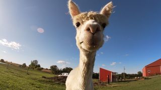 Meet the alpaca babies just born on this Illinois farm
