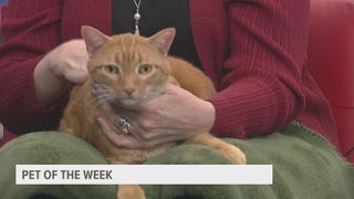 PET OF THE WEEK: Milo the Kitty!